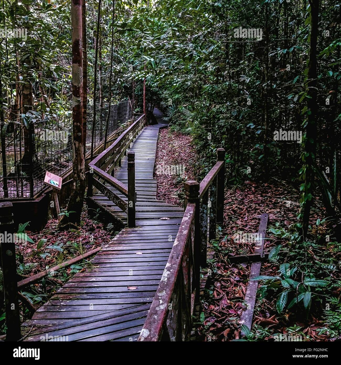 Sentier de bois à Matang Wildlife Centre Banque D'Images