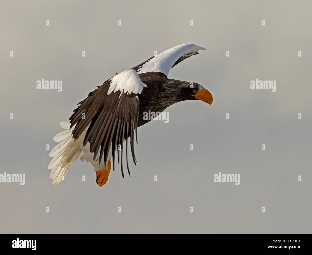 L'aigle de mer de Steller en vol Banque D'Images