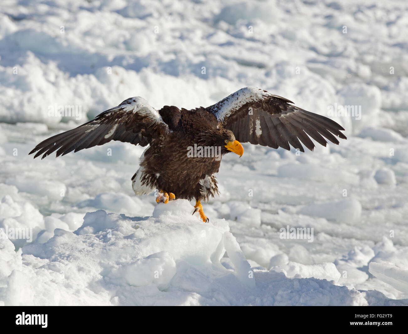 L'aigle de mer de Steller sur la banquise avec les extensions relevées Banque D'Images