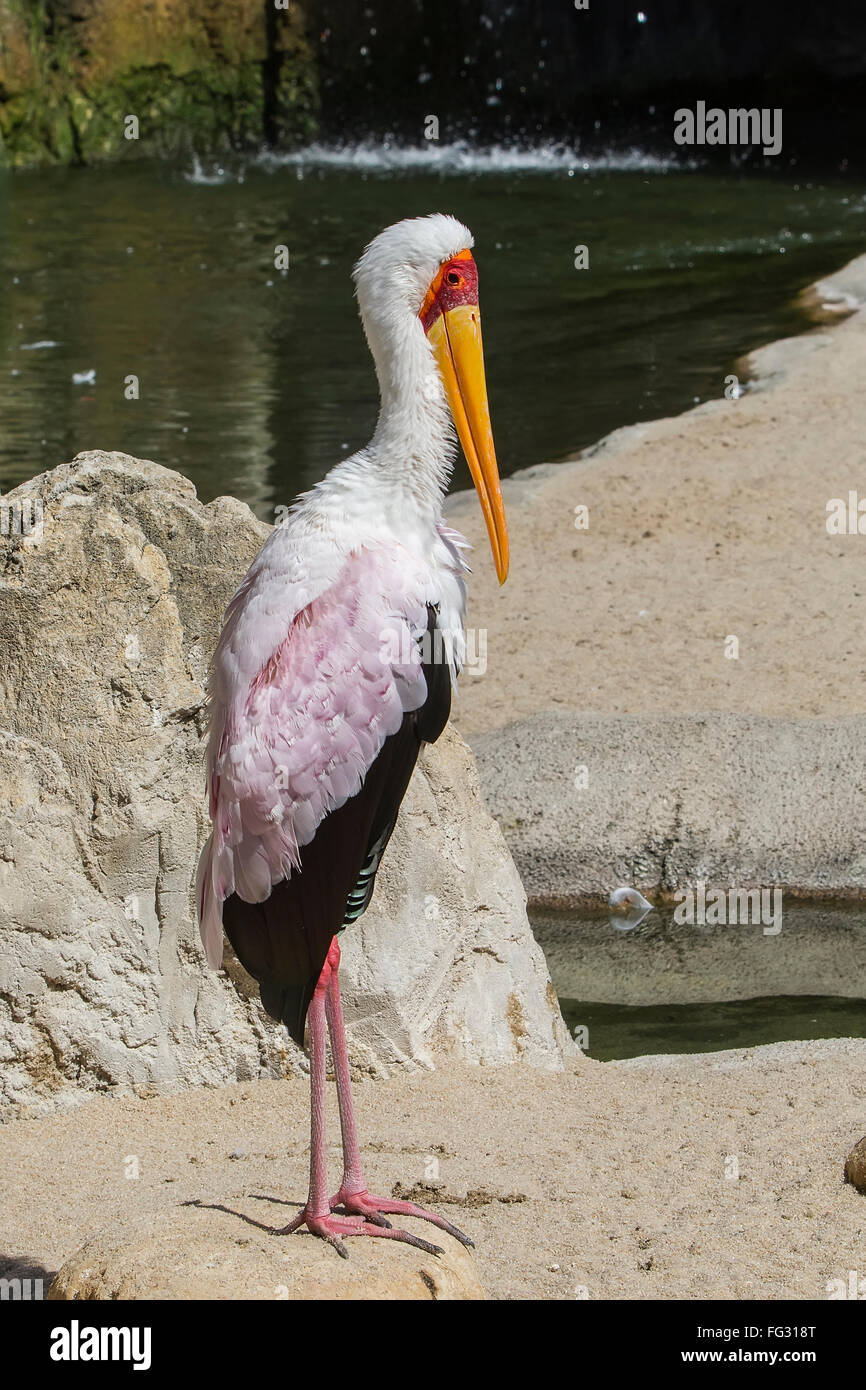 Bec jaune, Stork (Mycteria ibis), Afrique du Sud Banque D'Images