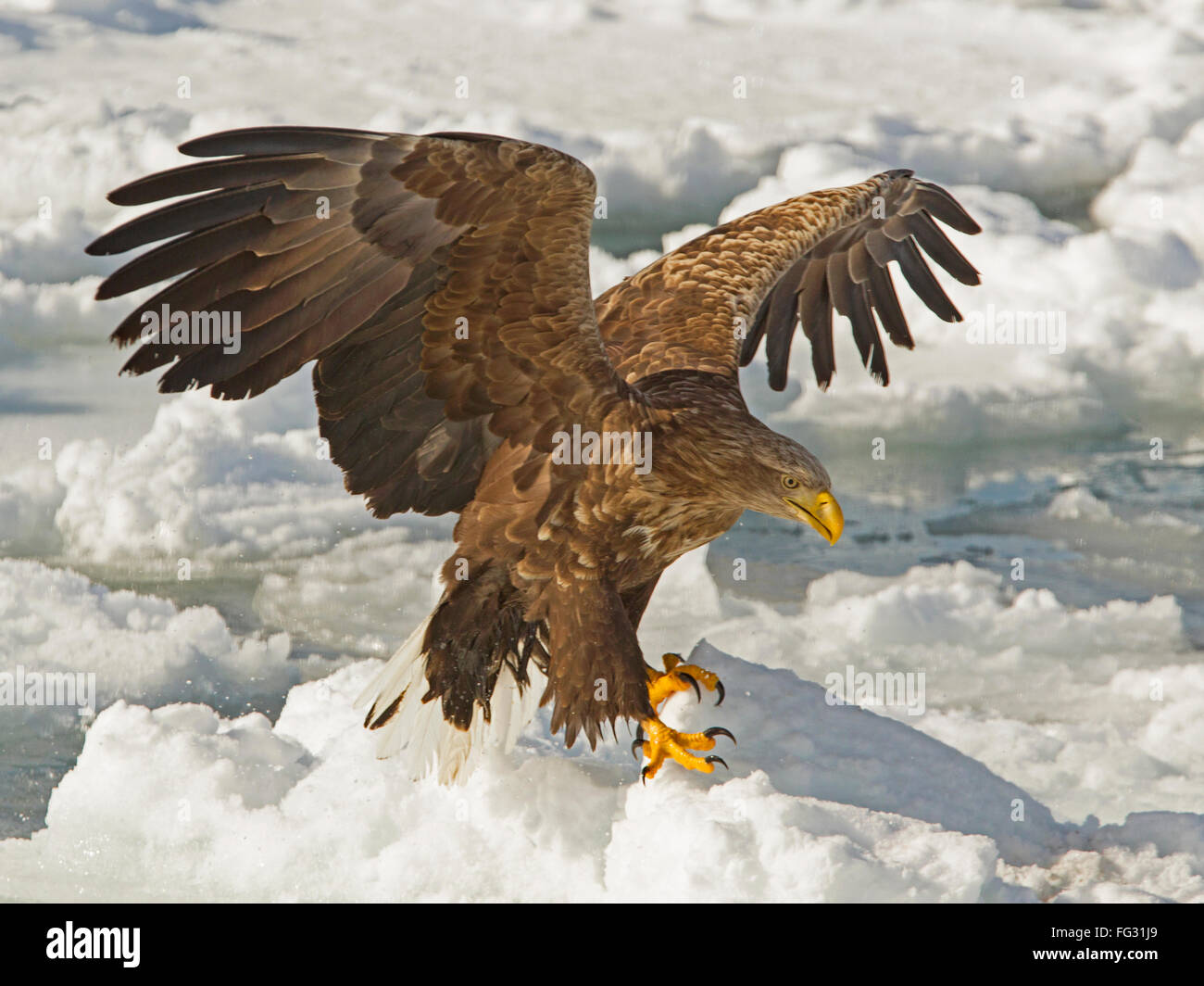 White-tailed eagle landing sur la banquise Banque D'Images