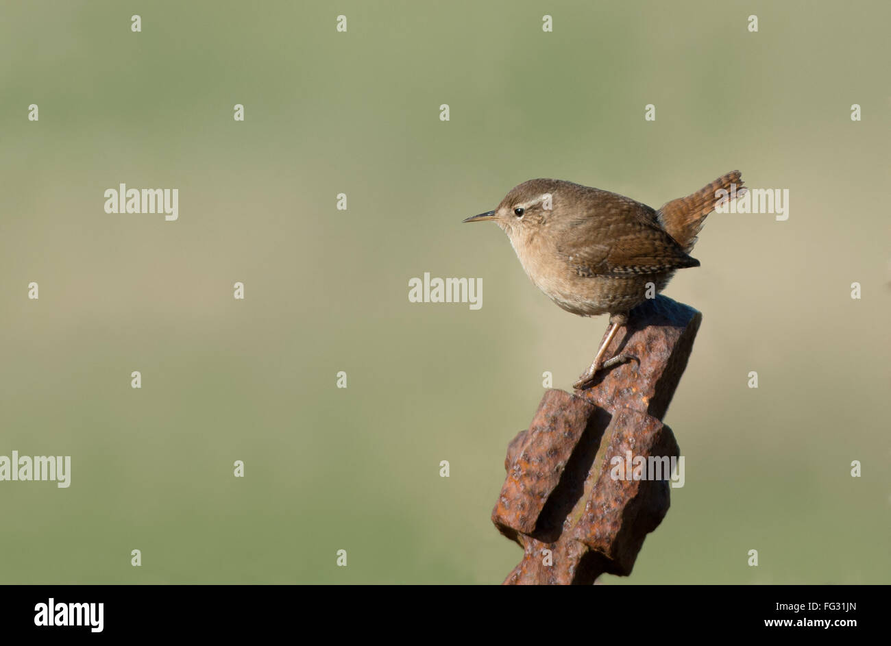 - Wren Troglodytes troglodytes. Uk Banque D'Images