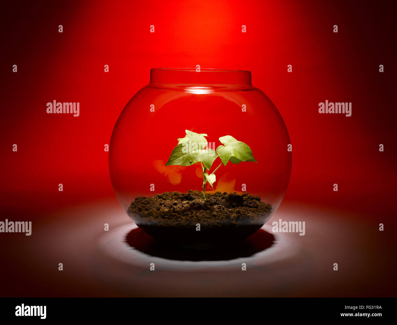 Plante poussant à l'intérieur d'un bol en verre, Inde Banque D'Images