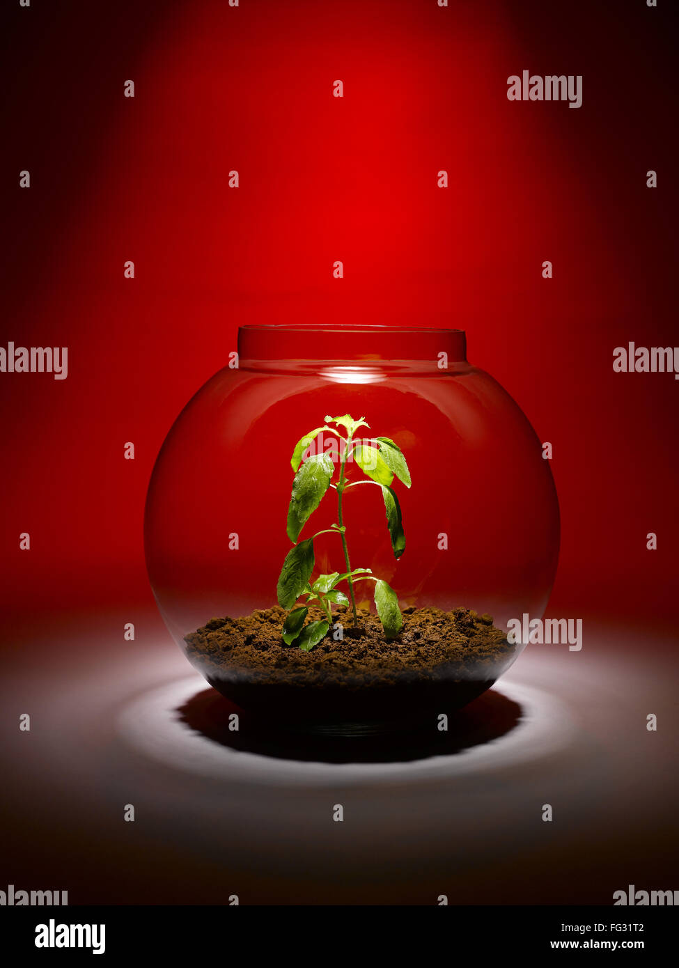 Tulsi plante poussant à l'intérieur d'un bol en verre, Inde Banque D'Images