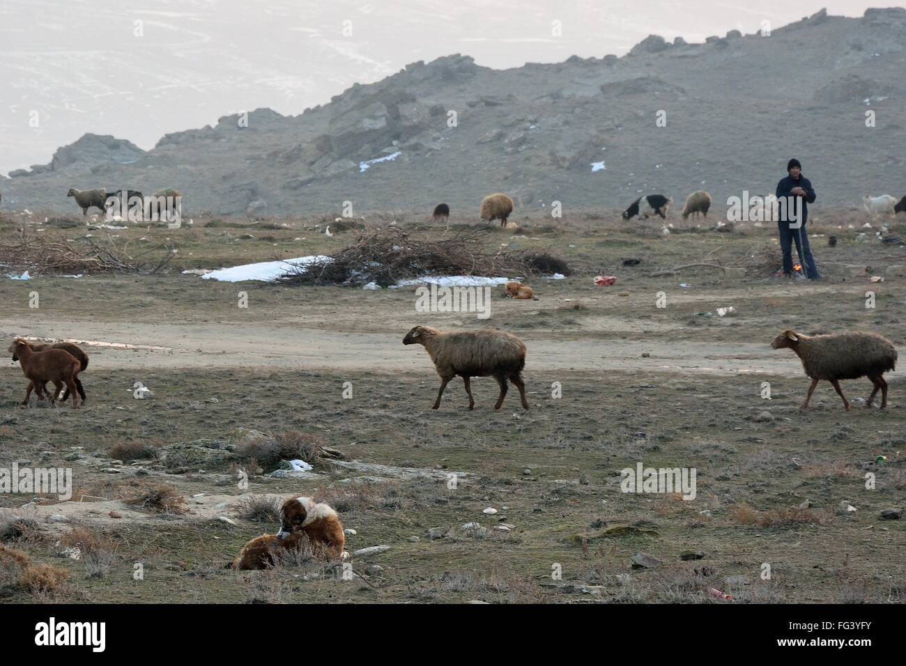 Berger d'Azerbaïdjan avec troupeau de moutons et chien. Un mode de vie traditionnel demeure pour des éleveurs à Lokbatan, Azerbaïdjan Banque D'Images