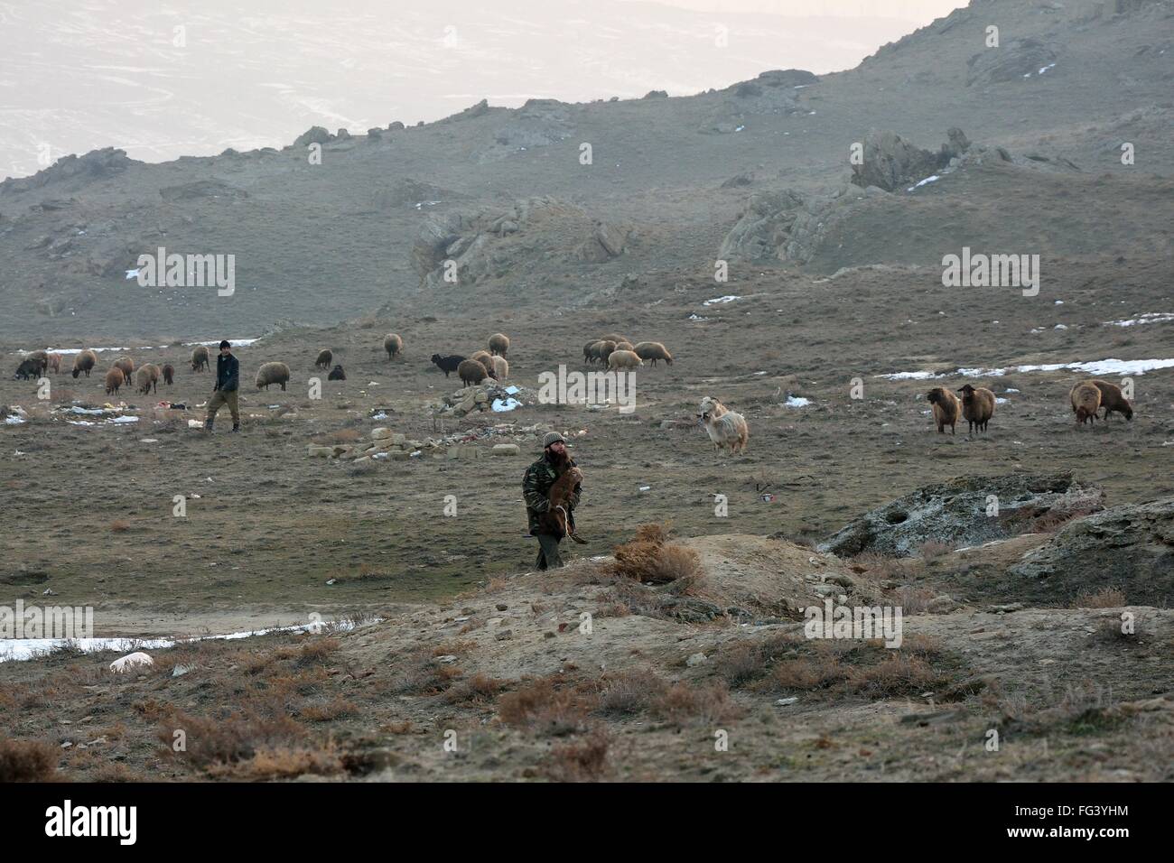Bergers de l'Azerbaïdjan avec troupeau de moutons et chèvres. Un mode de vie traditionnel demeure pour des éleveurs à Lokbatan Banque D'Images