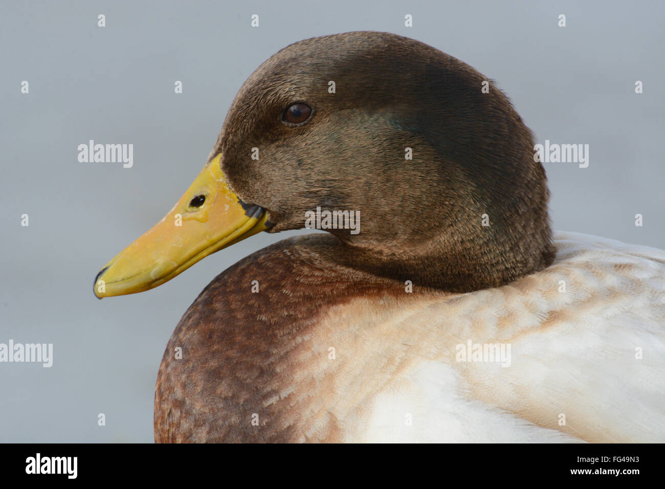 Portrait de race mélangée canard colvert Banque D'Images
