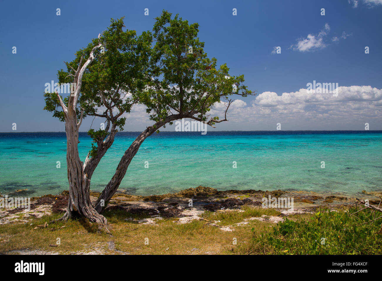 Baie des cochons Banque de photographies et d’images à haute résolution Alamy