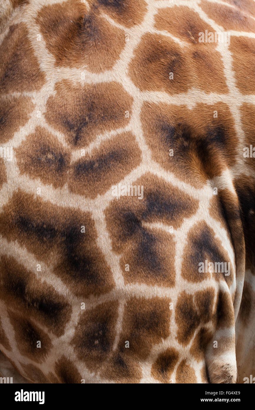 Giraffe réticulée (Giraffa camelopardalis reticulata). Close-up de la peau. L'épaule avant gauche, montrant motif géométrique de l'ir Banque D'Images