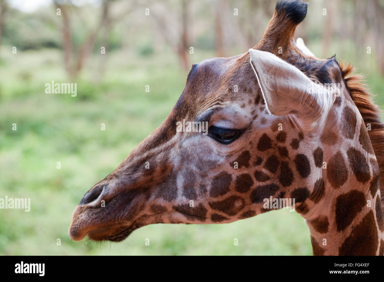 Giraffe réticulée (Girafe camelopardalis reticulata). Les traits du visage de la tête, y compris l'OSSICÔNES (plutôt que de cornes !) Banque D'Images