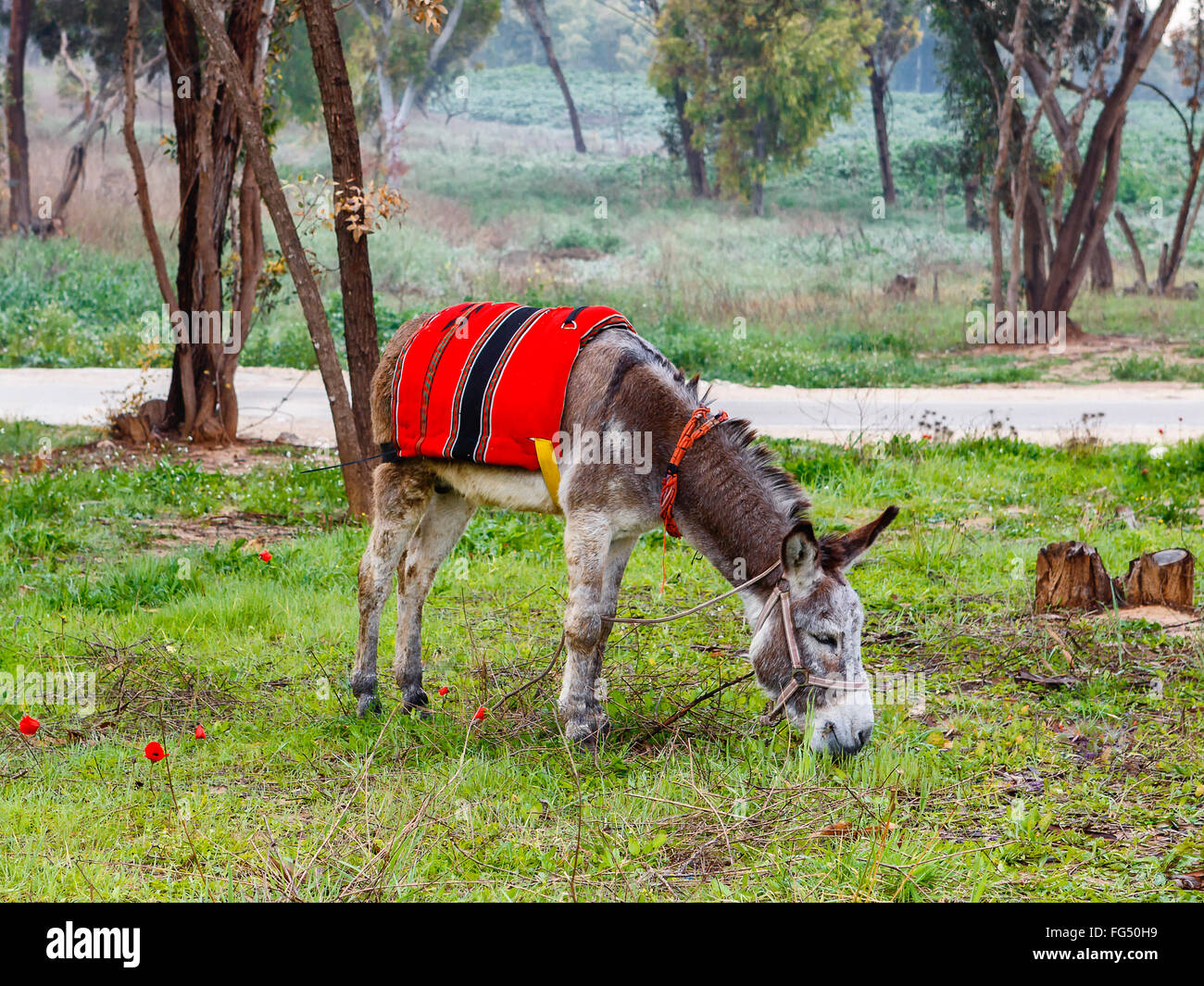 Un âne dans le faisceau et couverture Rouge sur vert d'anémones avec Glade  Photo Stock - Alamy