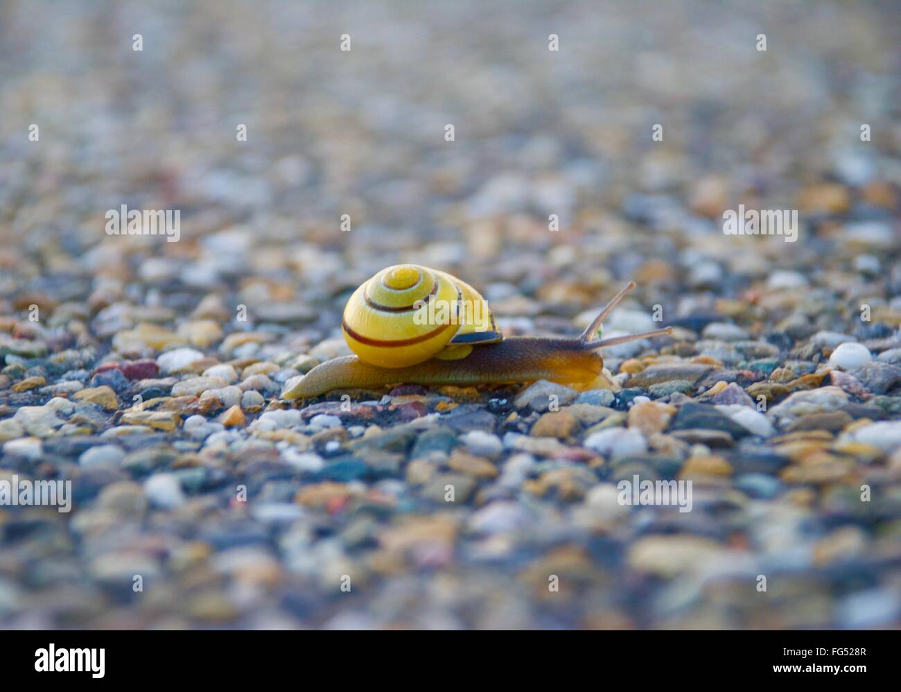 Escargot jaune sur la voie rock Banque D'Images