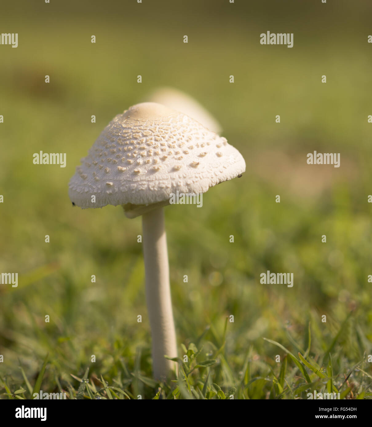 Grand jeune après la pluie champignons croissant dans le champ de l'herbe verte Banque D'Images