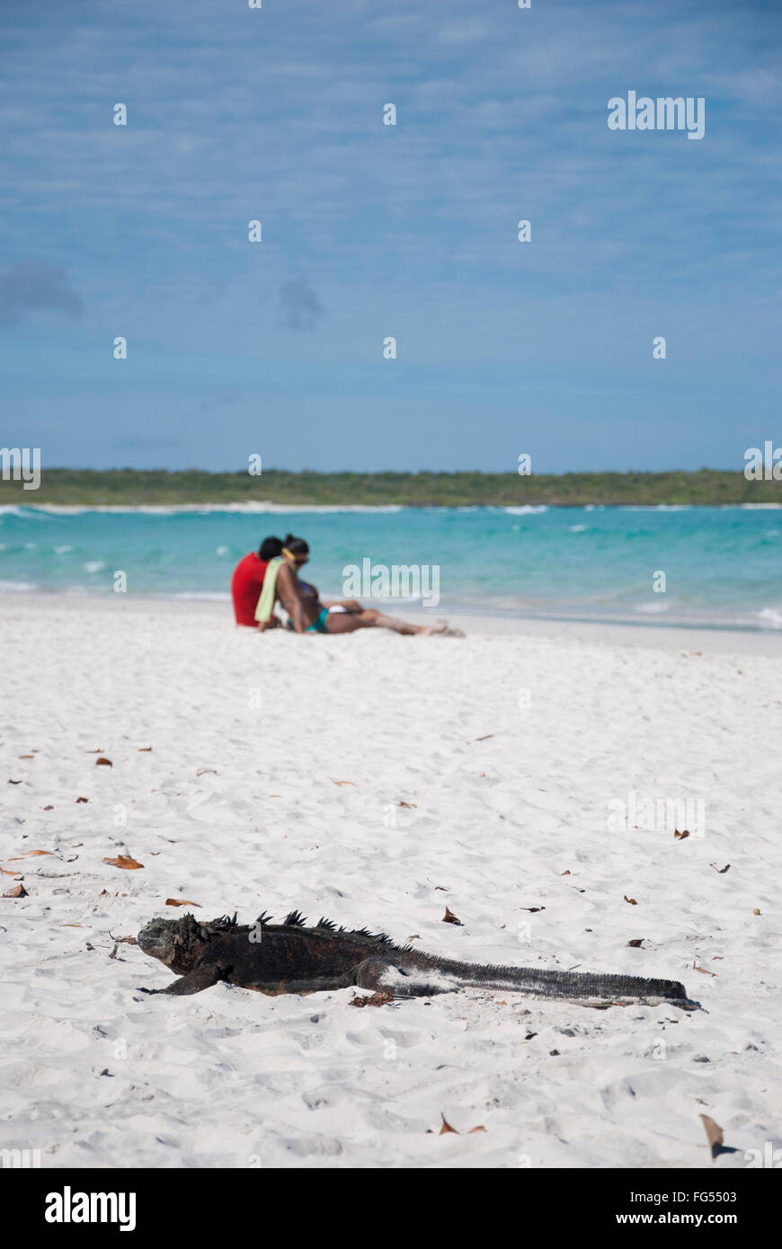 Iguane marin détente sur la plage de sable blanc tandis que'profiter du soleil derrière lui Banque D'Images
