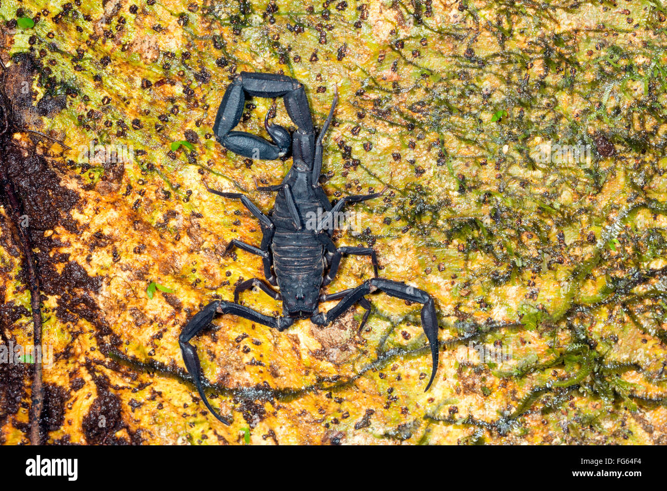 Black Scorpion Tityus équatorienne (asthenes) sur un tronc d'arbre de la forêt tropicale en Amazonie équatorienne Banque D'Images