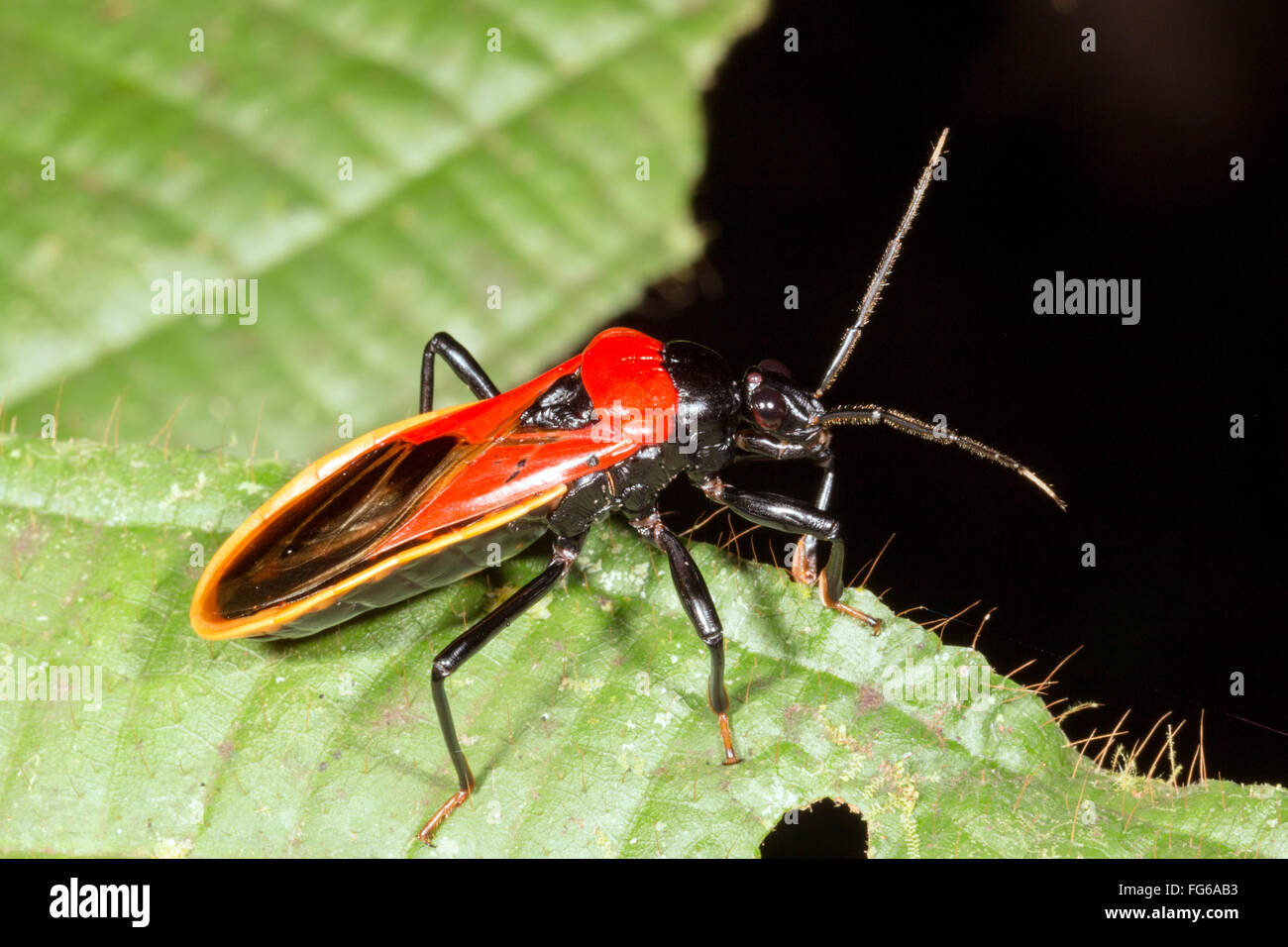 Un assassin bug de couleur vive (famille des Reduviidae) dans la forêt tropicale, l'équateur Banque D'Images