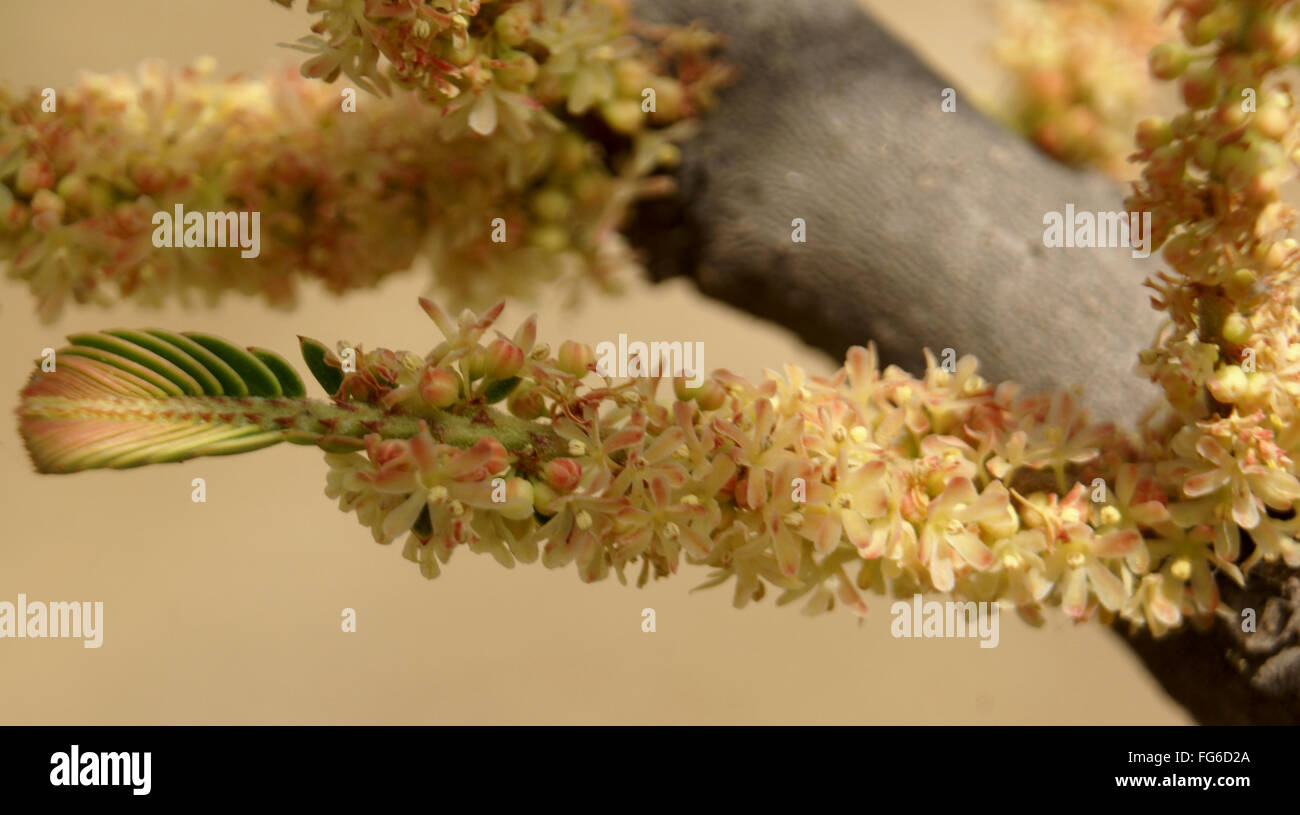 Phyllanthus emblica, le Myrobolan, groseille à maquereau indienne, fruits charnus avec pierre, consommés frits, en pickles, médicinales Banque D'Images