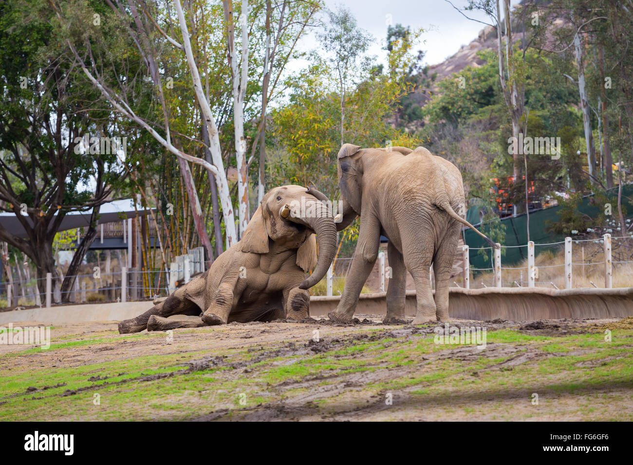 Deux éléphants jouer lutte au San Diego Zoo Safari Park en Californie. Banque D'Images