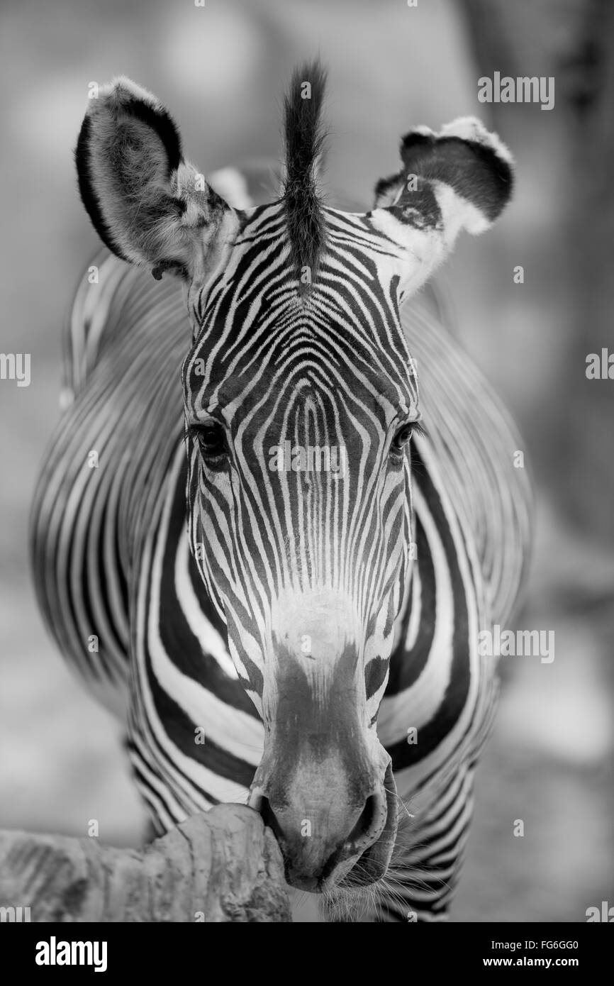 Shot artistique noir et blanc d'un zèbre orienté vers l'appareil photo. Banque D'Images