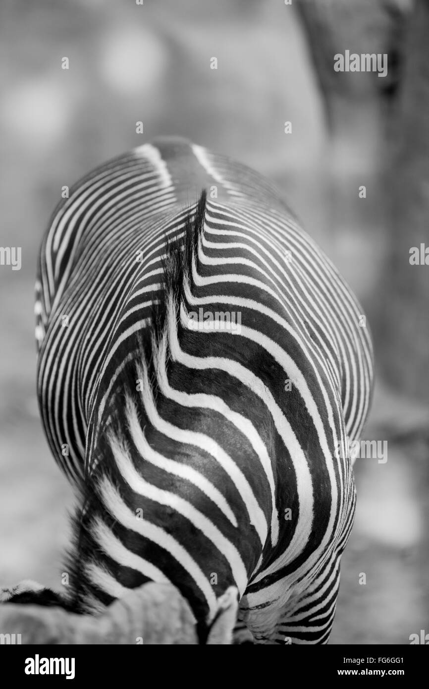Shot artistique noir et blanc d'un zèbre orienté vers l'appareil photo. Banque D'Images