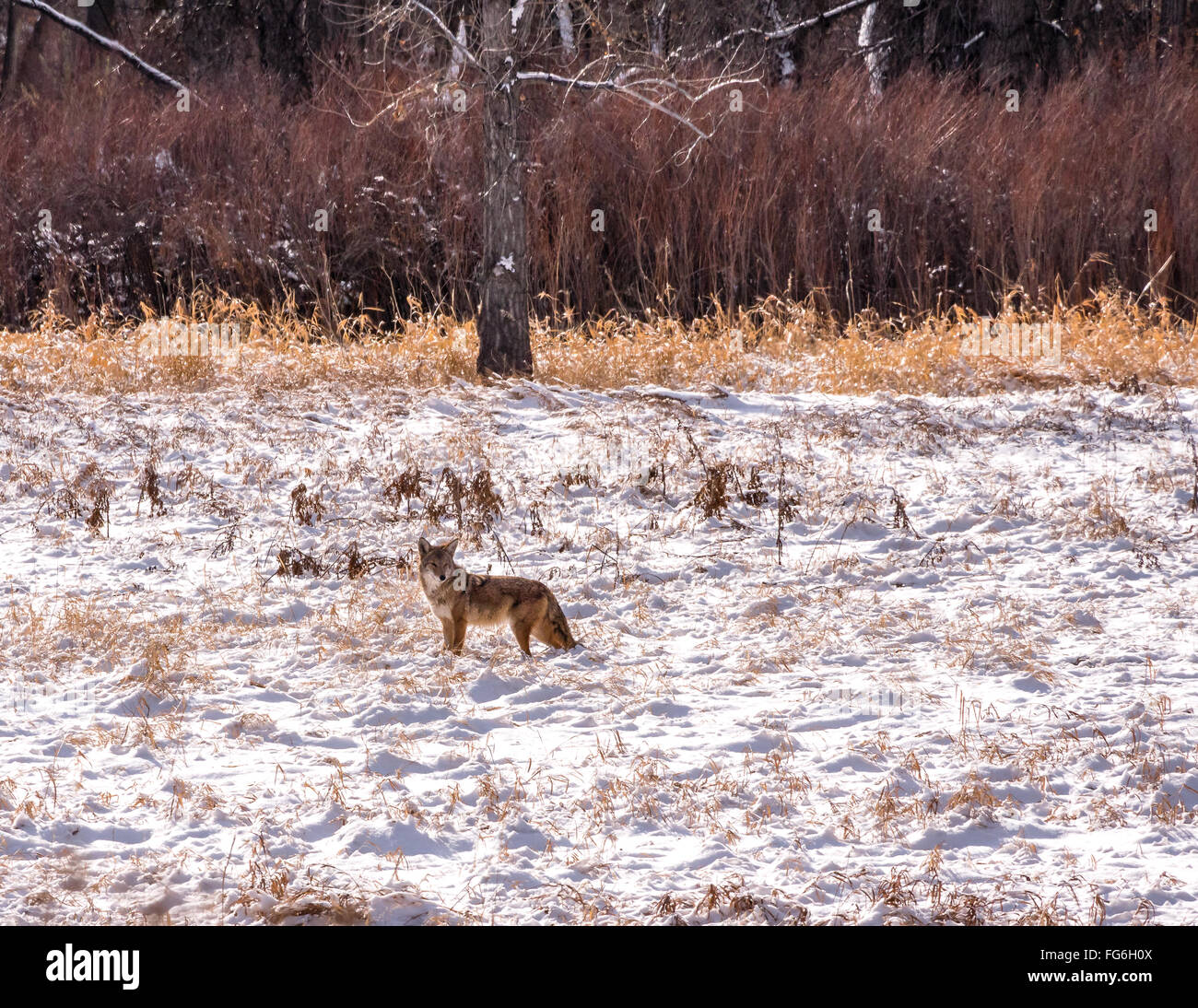 Seul coyote dans un champ neigeux sur une journée d'hiver ensoleillée Banque D'Images
