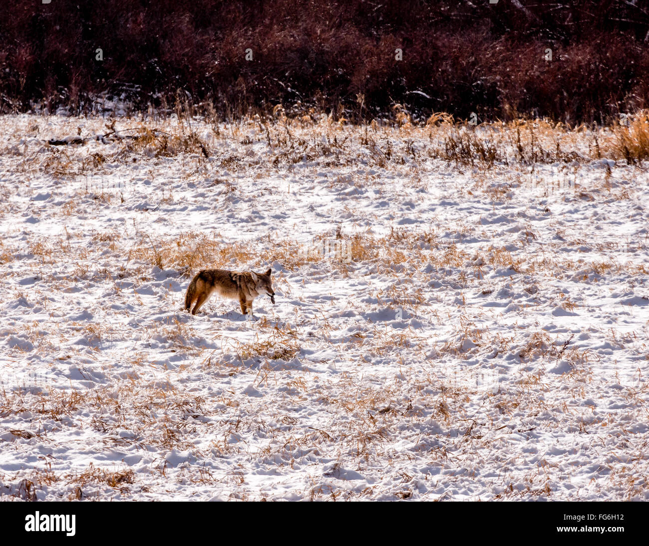 Le Coyote avec les proies, un campagnol, dans la neige Banque D'Images