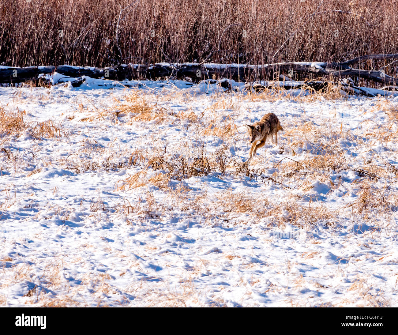 Pouncing Coyote sur dans un champ de neige Banque D'Images