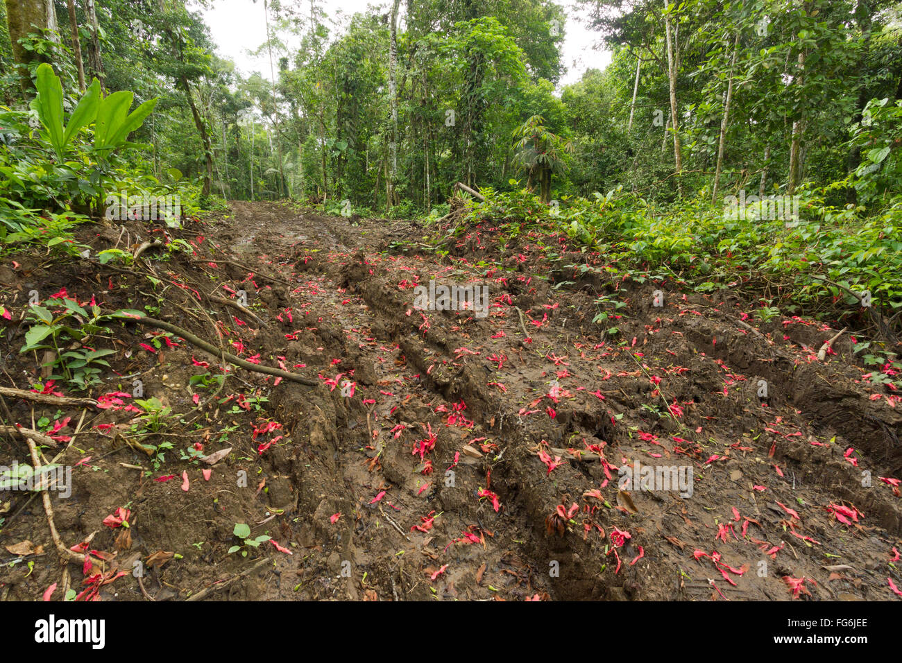 Nouvelle route rasées par rainforest en Equateur. La construction de routes et le déboisement de la colonisation apporte à l'Amazonie. Banque D'Images