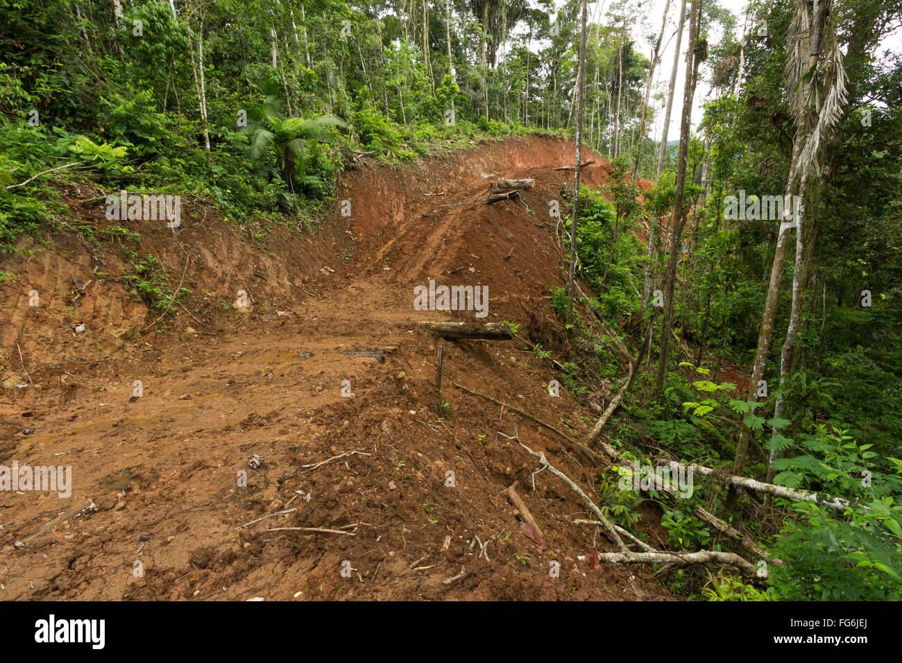 Nouvelle route rasées par rainforest en Equateur. La construction de routes et le déboisement de la colonisation apporte à l'Amazonie. Banque D'Images