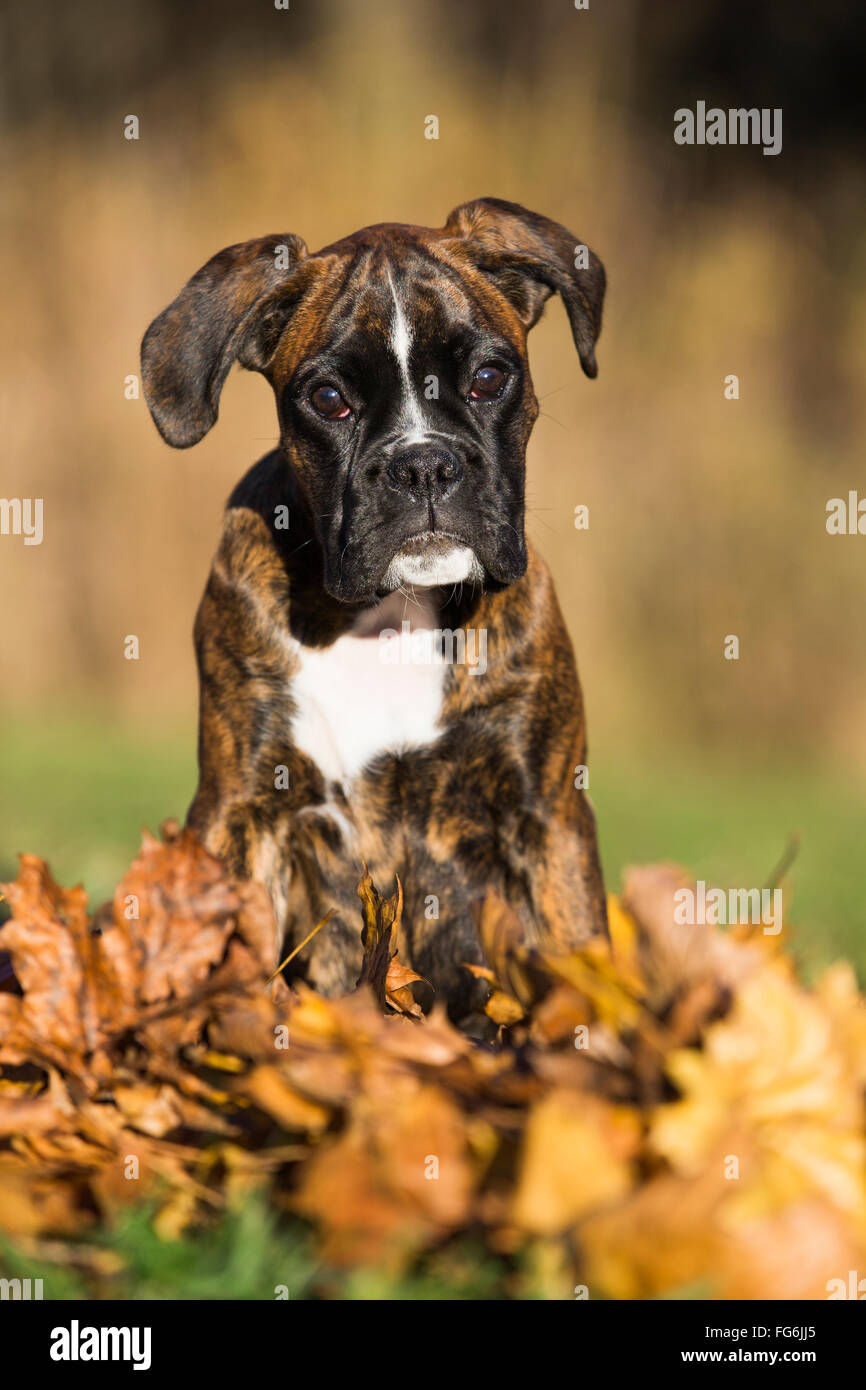 Chiot Boxer assis dans les feuilles d'automne Banque D'Images