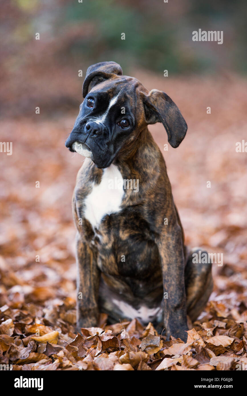 Chiot Boxer assis dans les feuilles d'automne Banque D'Images