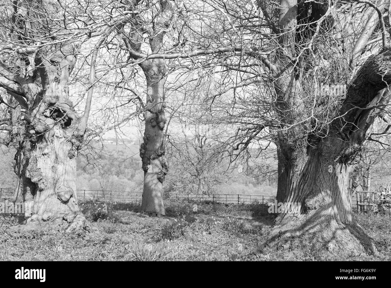 Arbres faible, près de Reading Basildon Banque D'Images