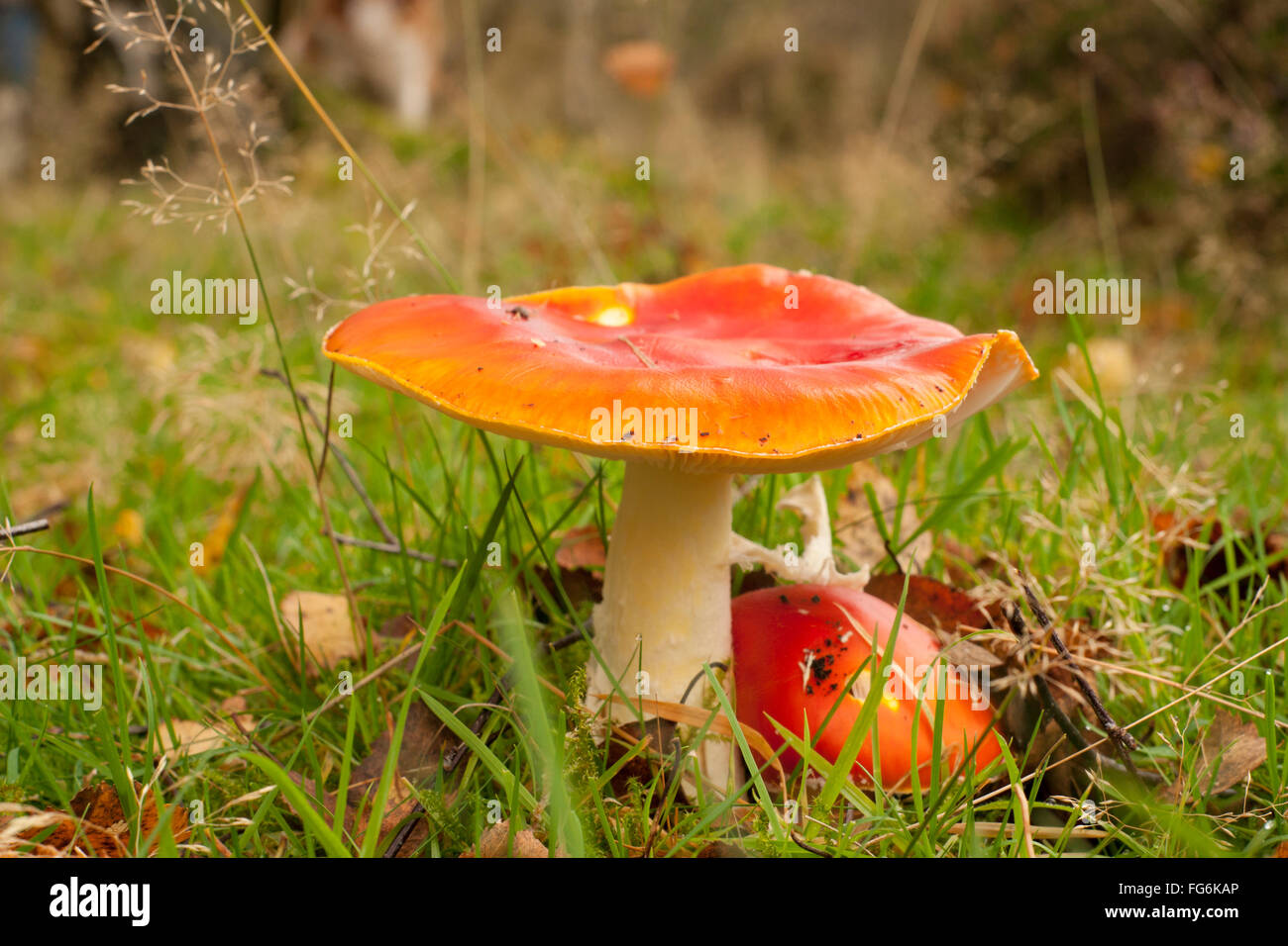 Champignon : Je crois que c'est un Sickener Beechwood qui est toxique Banque D'Images