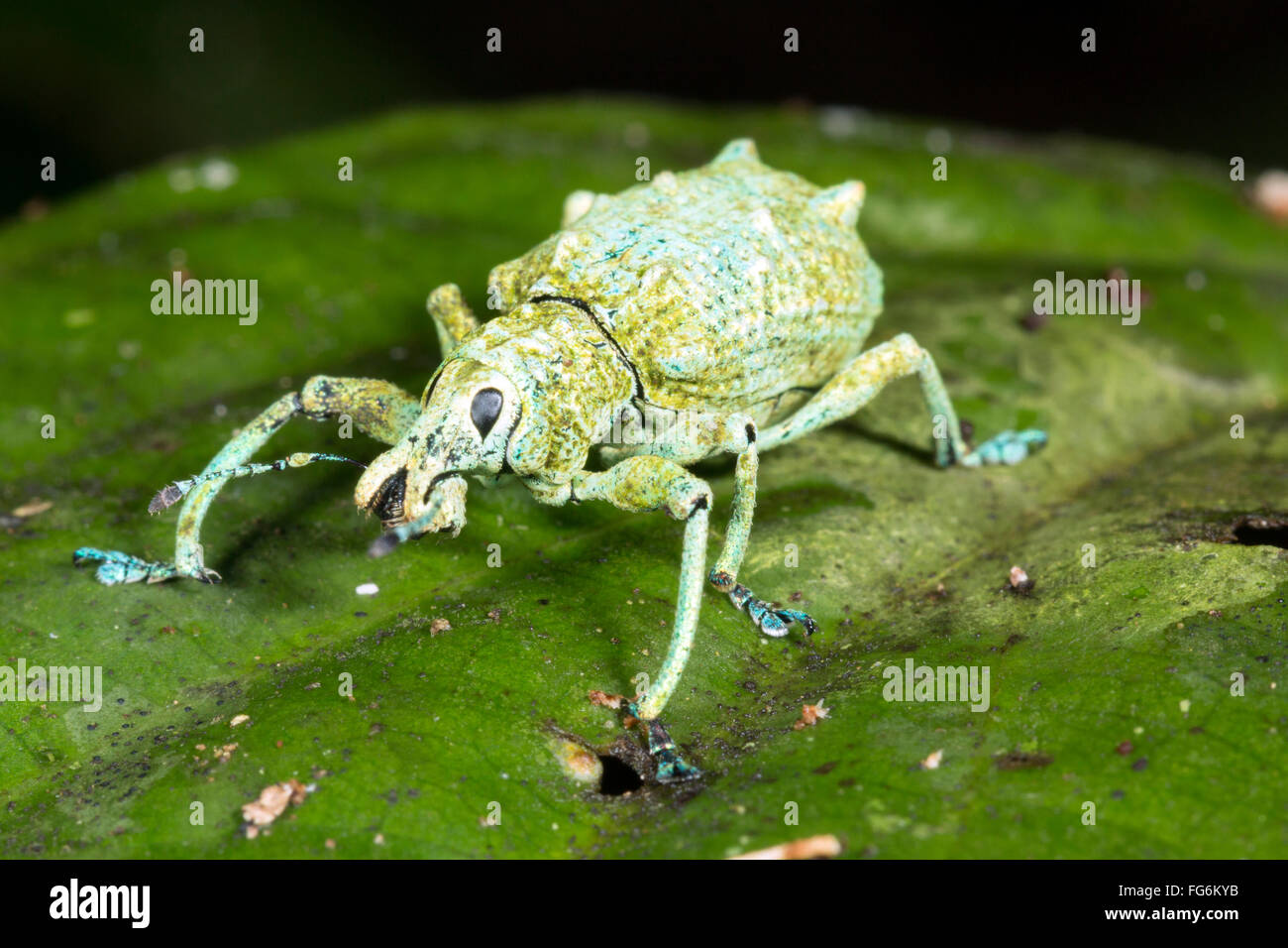 Charançon Glitter (Compsus sp. famille des Curculionidae) dans la forêt tropicale, province de Pastaza, de l'Équateur. Banque D'Images