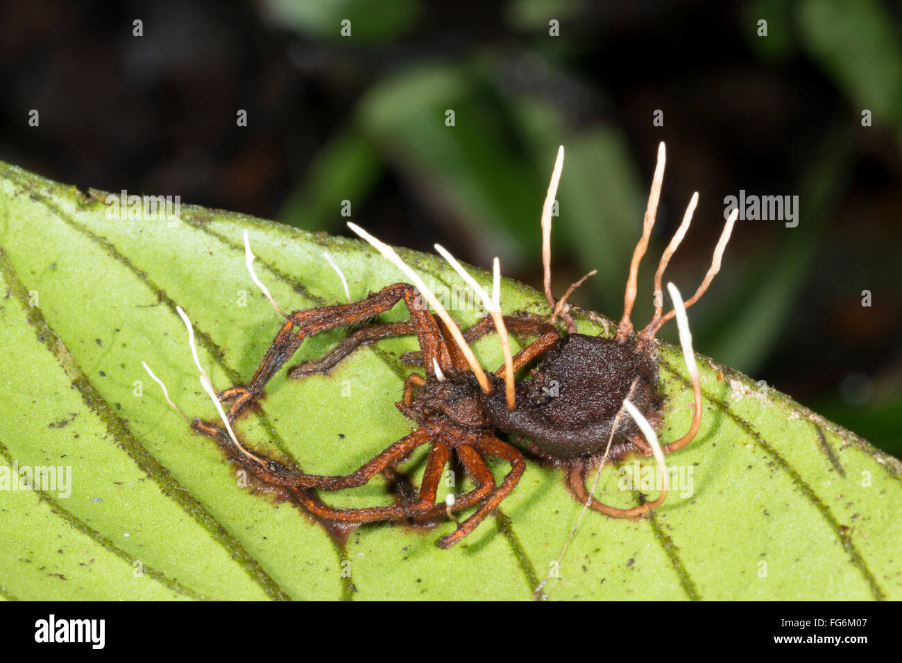 Des organes de fructification d'un champignon Cordyceps, fruit d'une araignée infestées en Amazonie équatorienne Banque D'Images