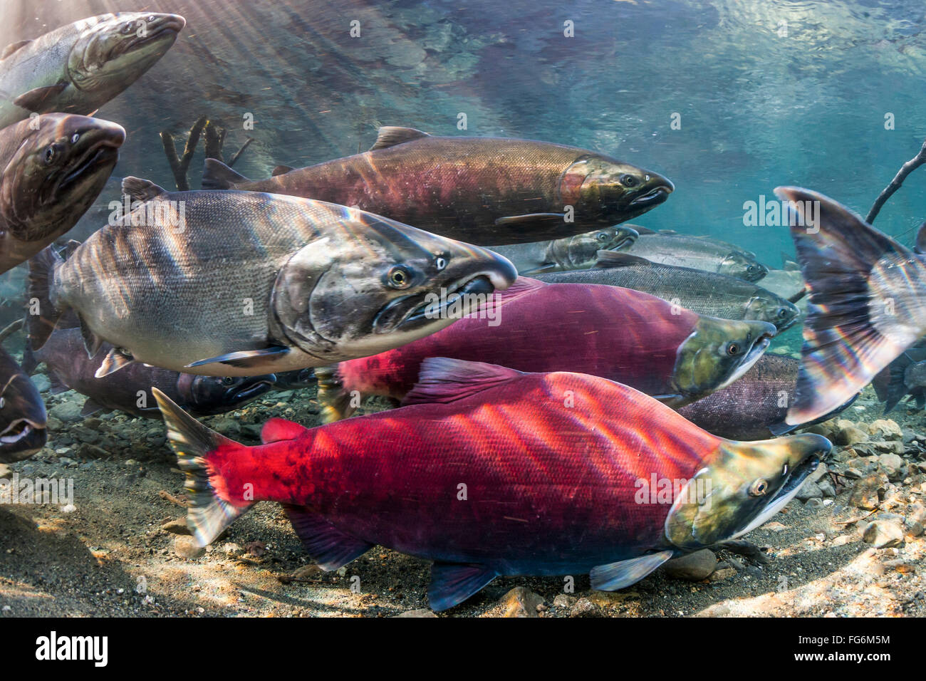 Début le saumon coho (Oncorhynchus kisutch) et à la fin de saumon rouge (O. nerka) arrivant à frayères dans un flux d'Alaska au cours de l'automne. Banque D'Images