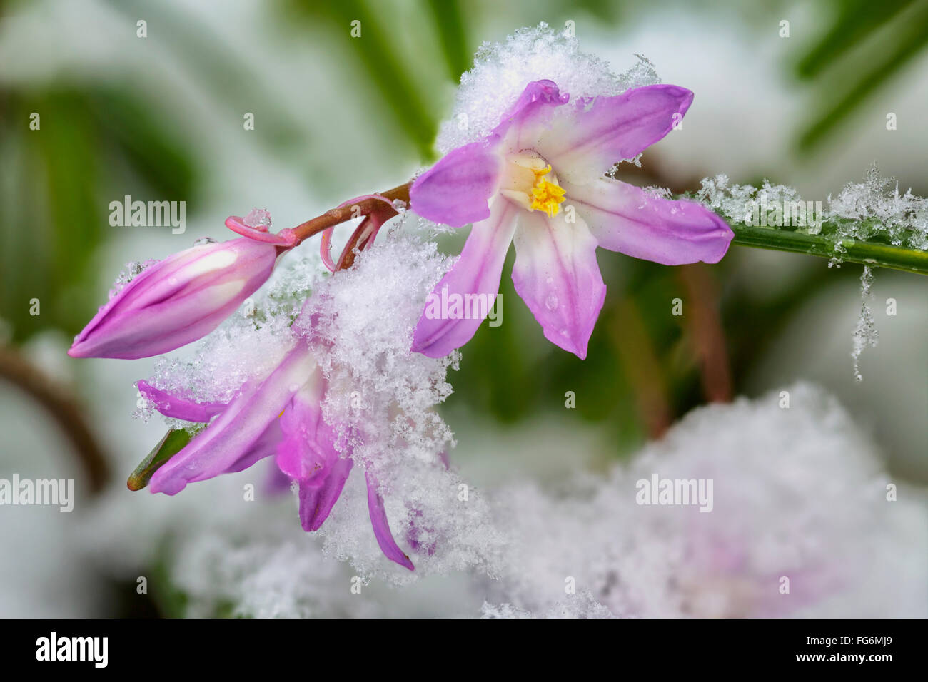 Gros plan d'une fleur (Chionodoxa gloire-de-la-neige) avec de la neige, de l'Alaska Banque D'Images