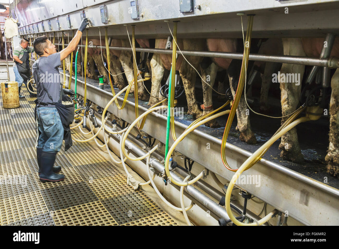 À Lait en salle de traite automatisée des Holstein ; Grantsburg, Wisconsin, United States of America Banque D'Images