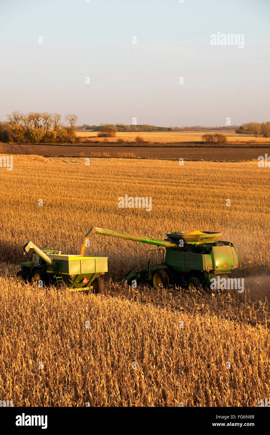 Les récoltes de l'agriculture - une moissonneuse-batteuse et décharge le maïs-grain de maïs dans un wagon de grain Banque D'Images