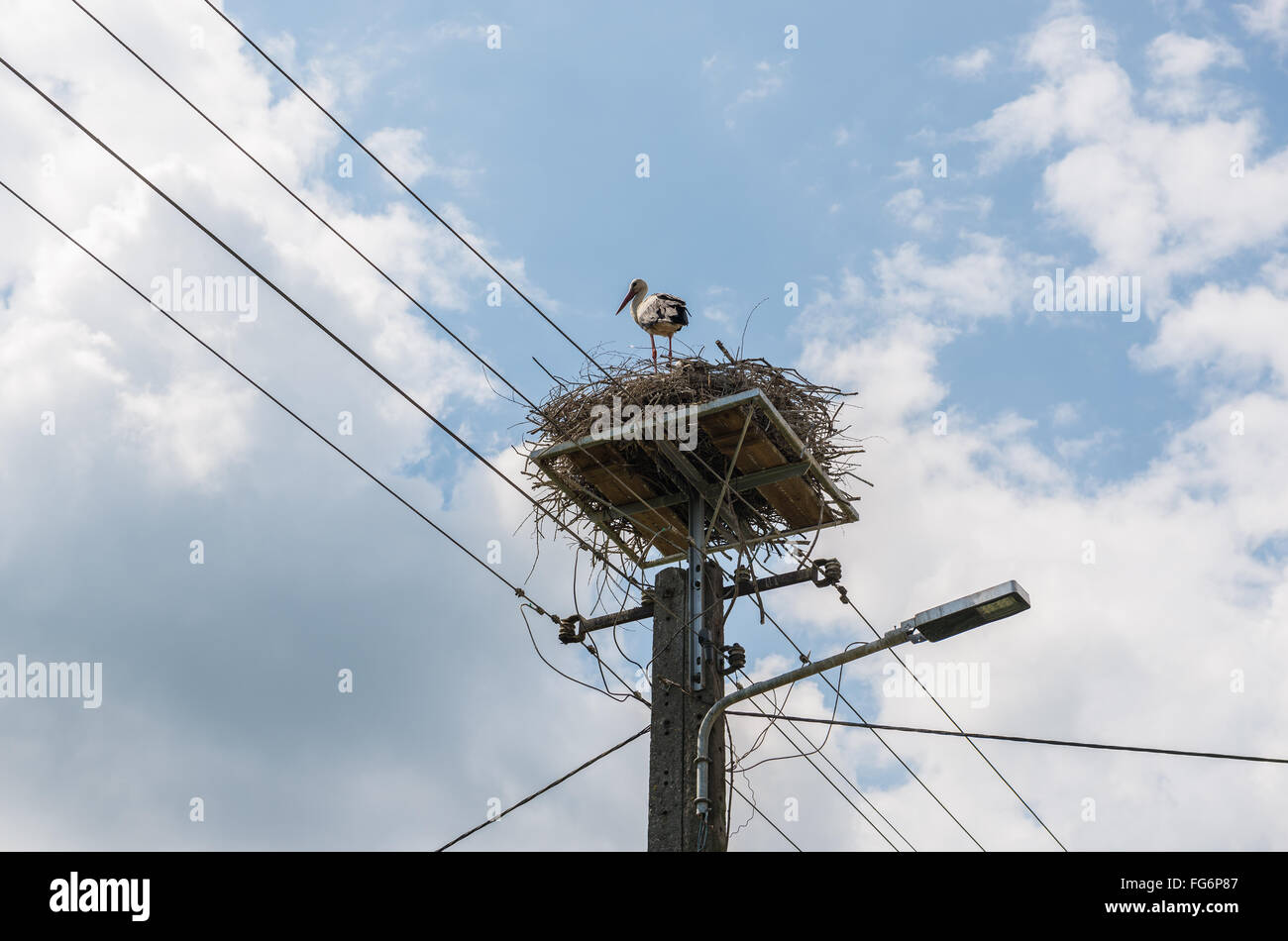 La Cigogne Blanche (Ciconia ciconia) dans leur nid sur pôle, Mazovie région en Pologne Banque D'Images