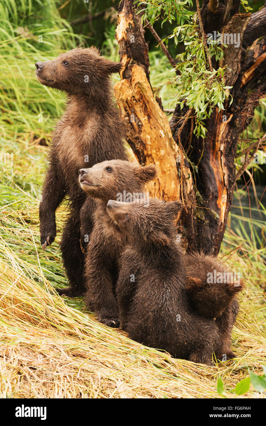 Quatre petits ours brun (ursus arctos) sont dans une rangée sous un arbre sur la banque de rivière Grassy Brooks ; Alaska, USA Banque D'Images