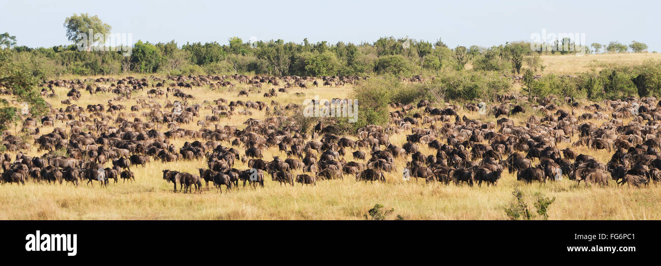 Des centaines de Gnous (Connochaetes) brouter sur une colline boisée dans le cadre de la grande migration de l'autre côté de la rivière Mara en Afrique ; Narok, Kenya Banque D'Images