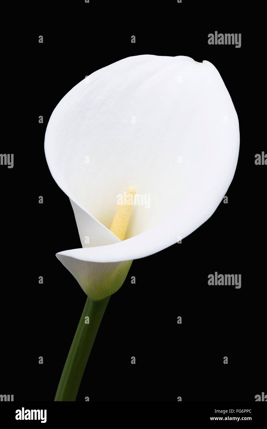 Close up of white arum ou calla lily (Zantedeschia aethiopica), tourné à partir de l'avant sur un fond noir ; London, England Banque D'Images