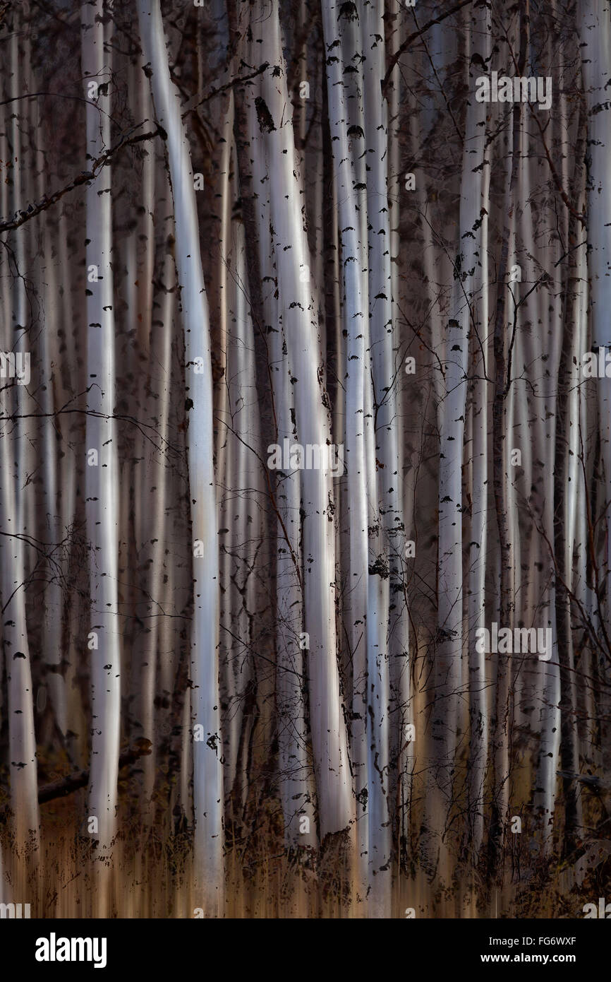 Forêt de bouleaux ; Alberta, Canada Banque D'Images