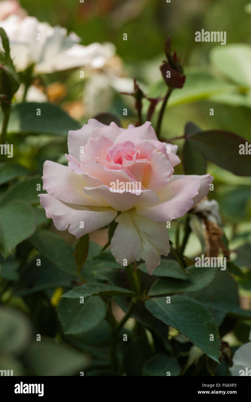 Rose, Rosa ,Charles Aznavour Banque D'Images