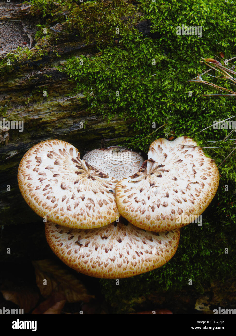 Tramete Banque D'Images