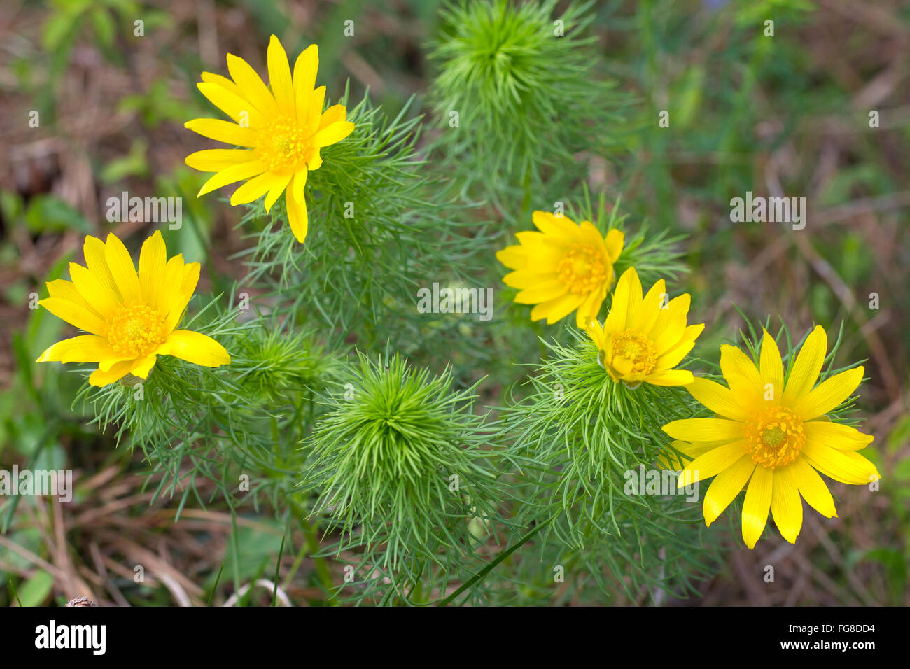 Adonis du printemps, le jaune des yeux Faisans (Adonis vernalis), plante à fleurs. Allemagne Banque D'Images