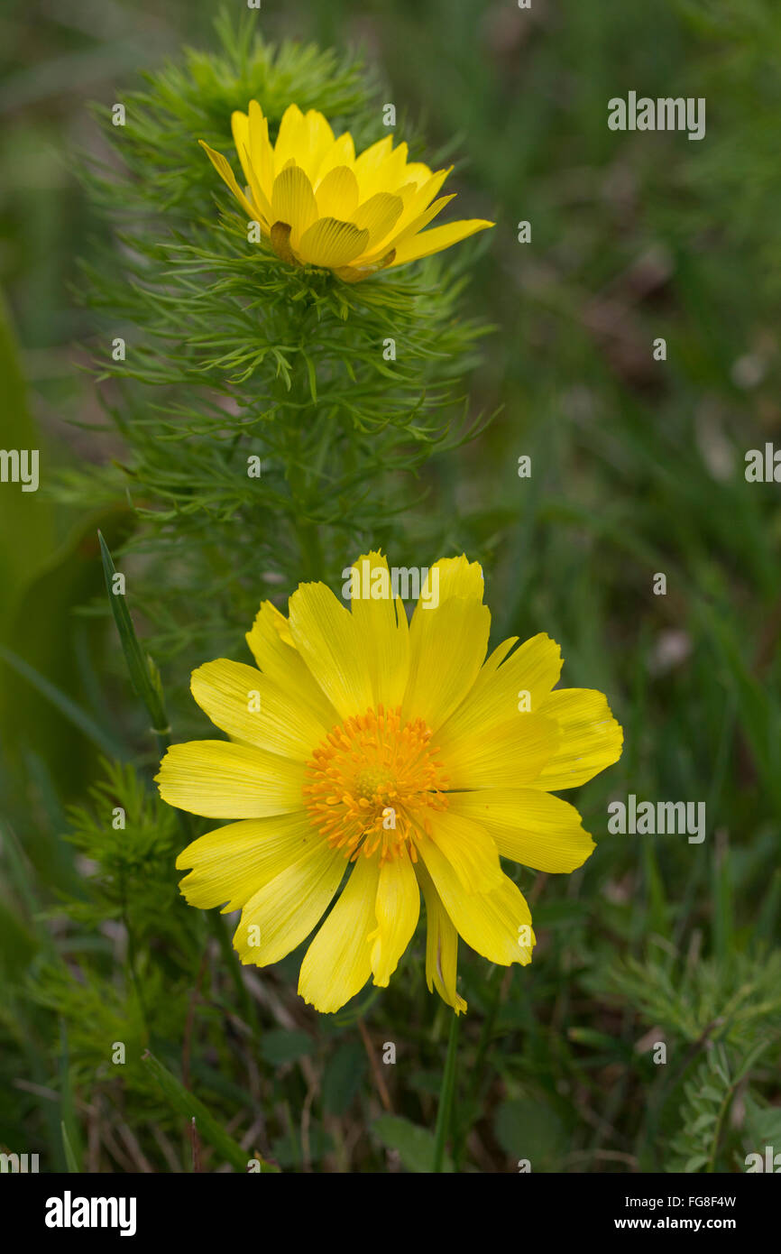 Adonis du printemps, le jaune des yeux Faisans (Adonis vernalis), plante à fleurs. Allemagne Banque D'Images