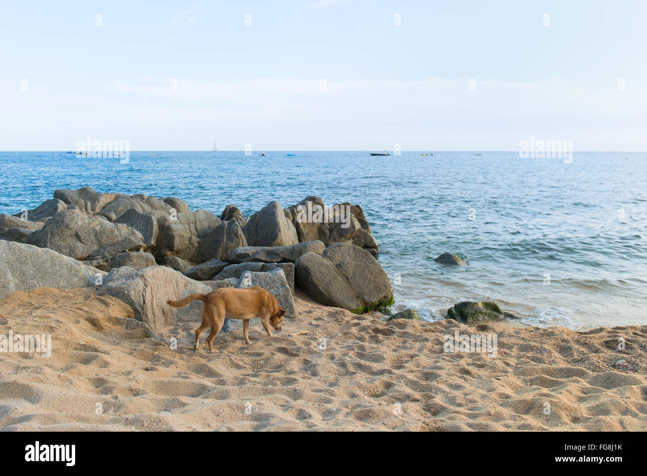 Rue espagnol chien à la plage Banque D'Images