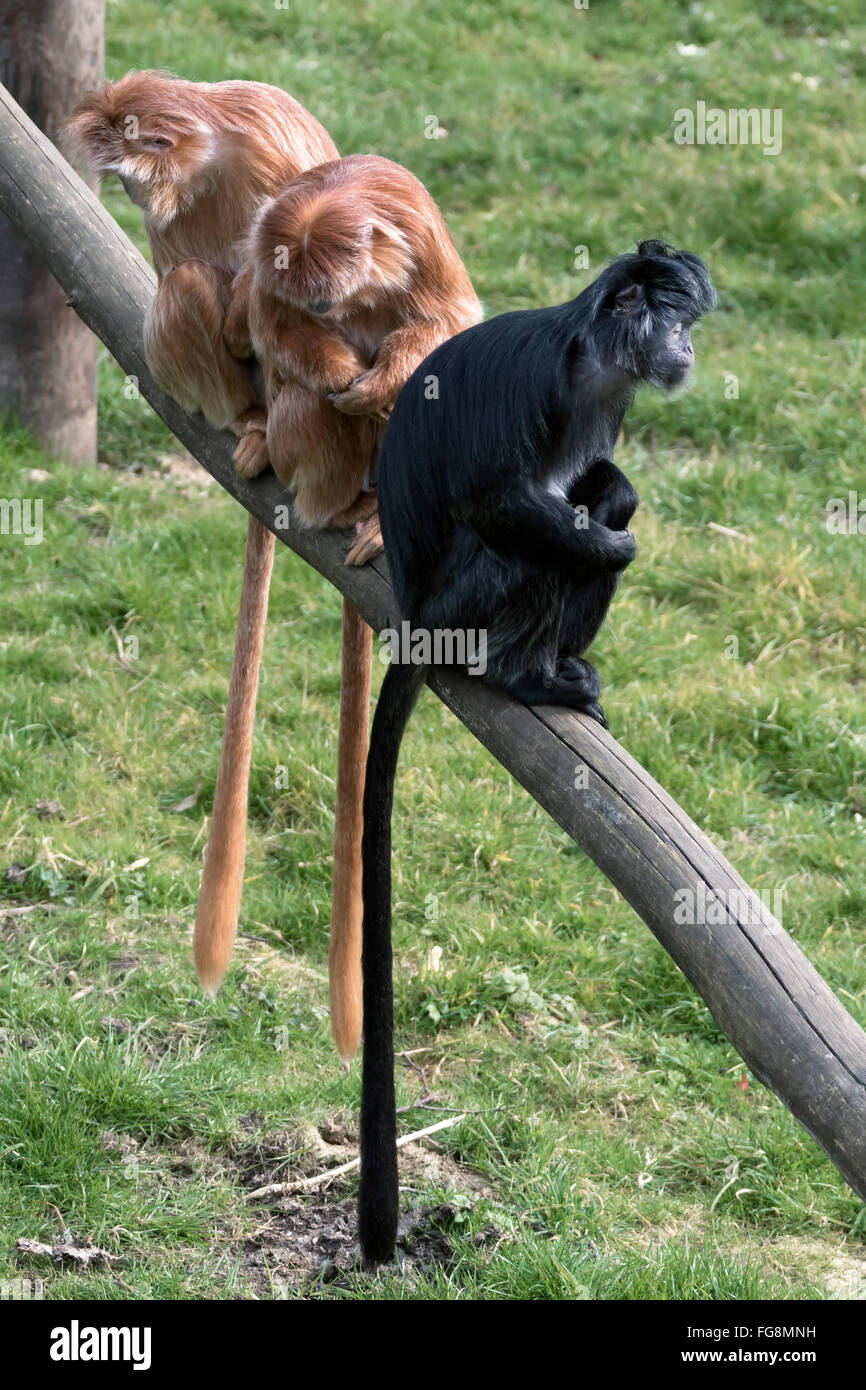 Javan Lutung (Trachypithecus auratus) Banque D'Images